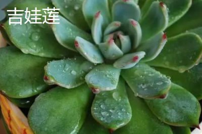 哪些多肉植物比较容易养,可选择姬胧月、虹之玉、冬美人等品种