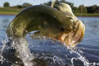 容易让鲈鱼上钩的饵料,河虾是鲈鱼的主要食物