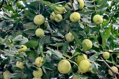 如何弄死树根，根据不同的树种来做选择