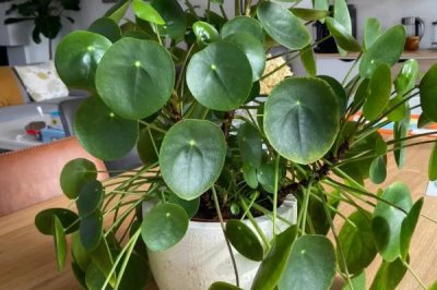 什么是镜面草,属于冷水花属、镜面草种植物