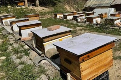 中华蜜蜂怎么养殖,温度较高时要在蜂箱四周洒水降温