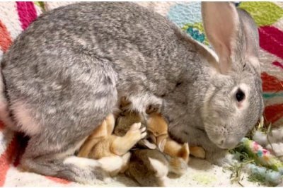 哺乳母兔怎么管理，增加青绿饲料、精饲料的饲喂量可增强体质