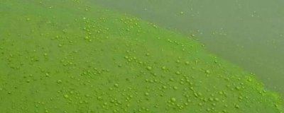 裸藻在水产养殖中的危害，会造成水体封闭溶氧量低