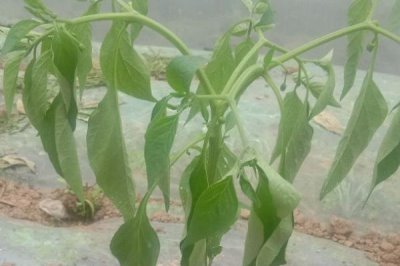 辣椒死棵的原因及防治方法，青枯病、疫病和根腐病都会导致