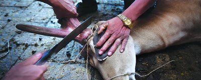 提高鹿茸产量的方法，生长期要饲喂充足且有营养的饲料
