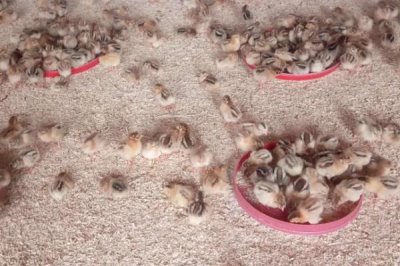 小鸡快死亡怎么处理，可尝试饲喂土霉素