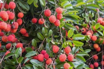 如何提高荔枝的产量,确保大部分花朵能进行授粉