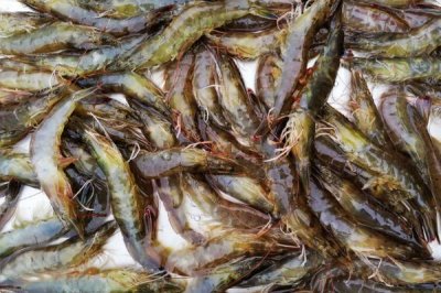 活虾保存方法，可以养在海水里或冷冻保存