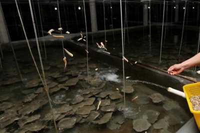 多宝鱼养殖的市场前景,是一个非常不错的养殖项目