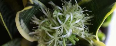 虎皮兰开花后的外观,花朵呈簇生状、颜色为白色或淡绿色
