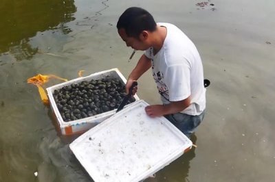 水蛭的产地在哪，主要产自山东的微山湖