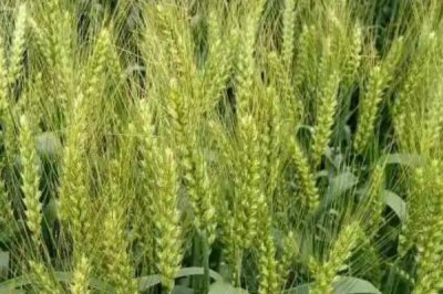 天益科麦7号小麦种简介，全生育期227.3天