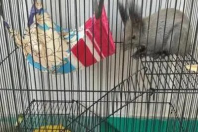 怎么养魔王松鼠,不宜食用肉蛋类食物