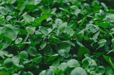 豆瓣菜是如何种出来的,可播种可扦插