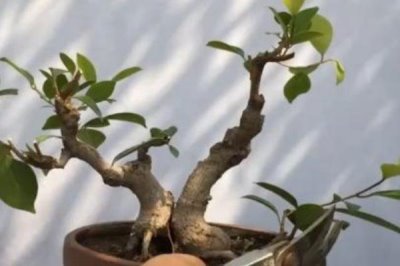 榕树叶子发黑掉叶子怎么办，需要控制好浇水量