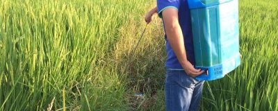 水稻田埂除草配方,杂草较多的话可喷施二甲四氯