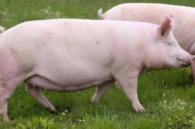 母猪不进食没精神而且不发烧如何处理,炎热天气可拌水饮用冬夏太保