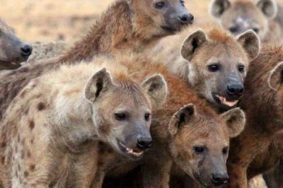 哺乳动物有什么特点,可通过乳腺分泌乳汁来为幼体进行哺乳