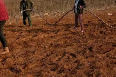 猴面包树的种植方法,种植前对种子进行催芽