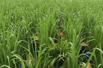 茭白的施肥方法,生长过程中需要追肥3-4次