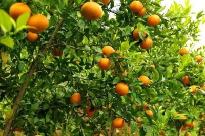 091无核沃柑的适宜种植地区,湖南、海南、福建、台湾等省份适合种植