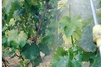 萘乙酸的作用，可以起到疏果、促进生根、防落果等效果