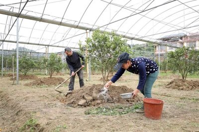 果树涂杆肥有效果吗,能起到增强树体营养、促进花芽分化等效果