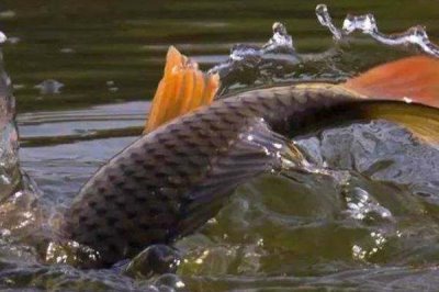 鲤鱼能长多大，最大个体可达200斤以上