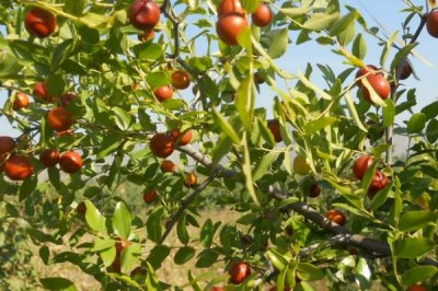 酸枣仁怎么种植,可采用嫁接的培育方式