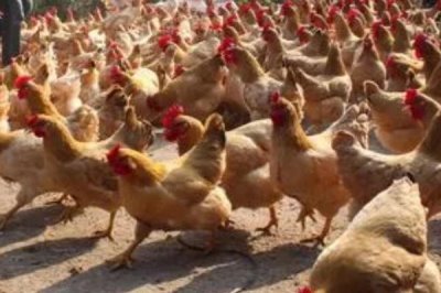 鸡发瘟怎么办,可用土霉素或四环素治疗