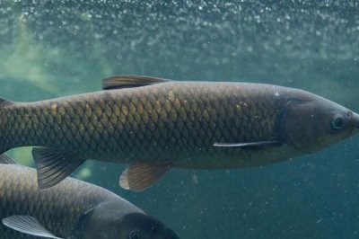 为什么青鱼比草鱼贵,青鱼养殖周期长且数量少