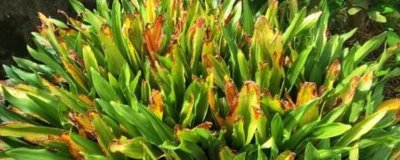 斑马万年青的养殖方法，可长年放在蔽荫处生长