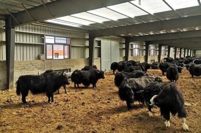 牦牛的养殖技术,每年要根据免疫流程进行严格防疫