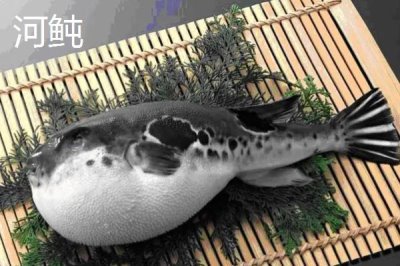 河豚和河鲀的区别是什么,科属、形态和产地均不同