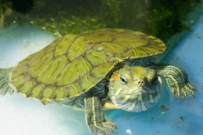 巴西龟怎么喂食,最好还是选择在水中喂食