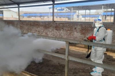 牦牛的养殖技术,每年要根据免疫流程进行严格防疫