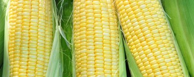 GS1798玉米种子特征特性，适宜在肥力中上等的地块种植