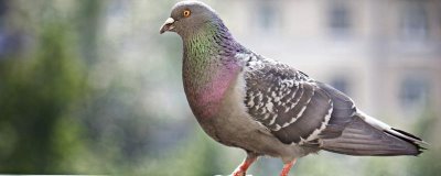 鸽子晚上为什么一直呜呜叫,主要是发情、没有安全感等因素所致