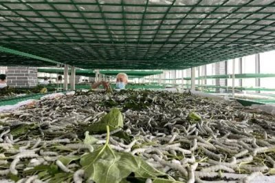 大规模养蚕要注意什么，及时处理食物残渣可避免病菌滋生