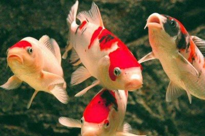 鱼儿患上水霉病怎么防治,可泼洒食盐和小苏打的混合液