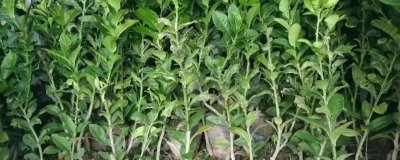 香橼果苗的价格,产地不同价格不同