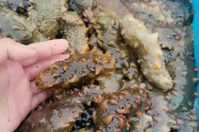 海参的养殖注意事项,要勤换水