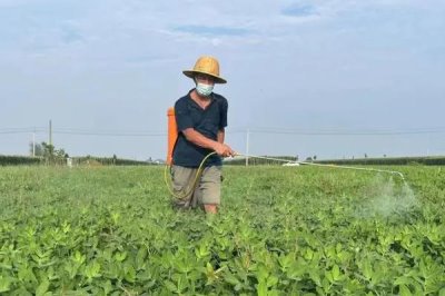 花生中后期病虫害如何防治，针对不同病虫害的防治方法不同