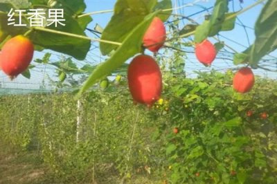 当前种什么果树有前景，阿克苏苹果、白猕猴桃等品种是不错的选择