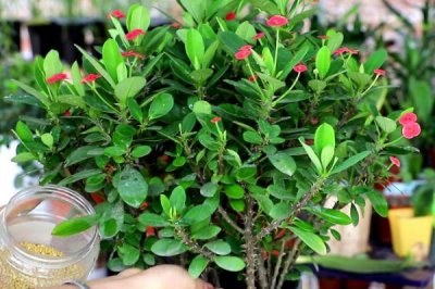 虎刺梅的修剪方法,整形修剪多在6-7月份