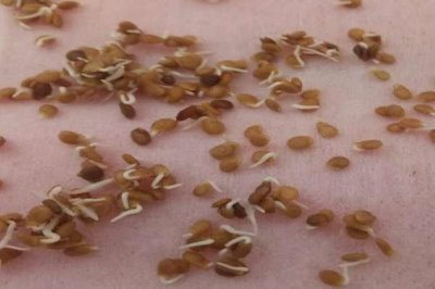 番茄育苗技术,直接影响品质及产量