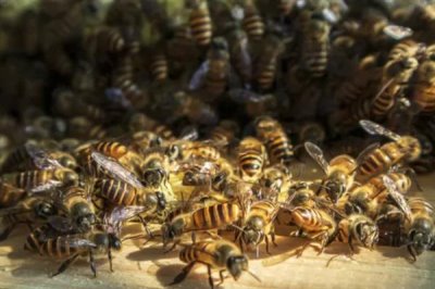 将两群蜂合并成双王群的方法,将蜂群转移到蜂箱两侧再喷洒蜂蜜水可混淆群味