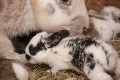 哺乳母兔怎么管理，增加青绿饲料、精饲料的饲喂量可增强体质