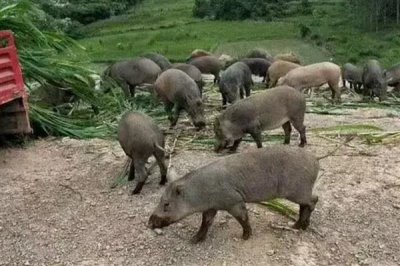 农村养什么动物可以赚钱,毛驴、鹅、野猪等动物值得选择