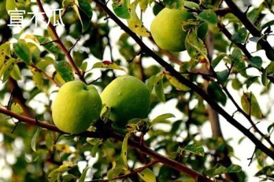 安徽省宣城市的特产,宣城茶叶深受消费者喜爱